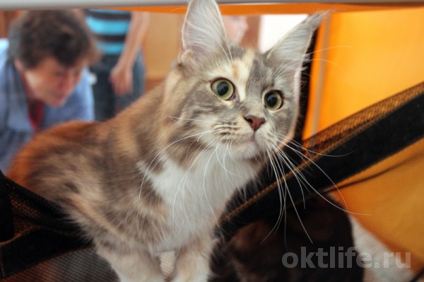 Чемпионы среди кошачьих