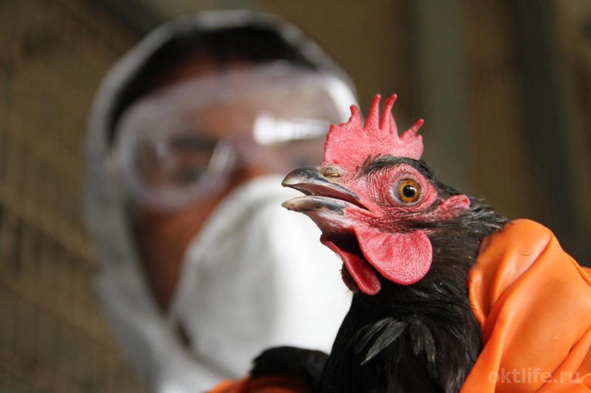 Внимание: на территории Челябинской области обнаружен птичий грипп