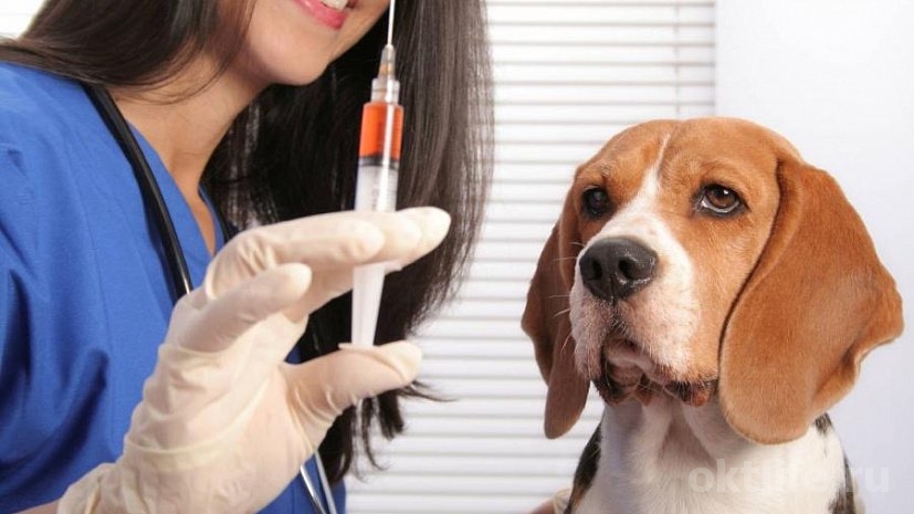 Домашним животным бесплатно сделают прививки от бешенства